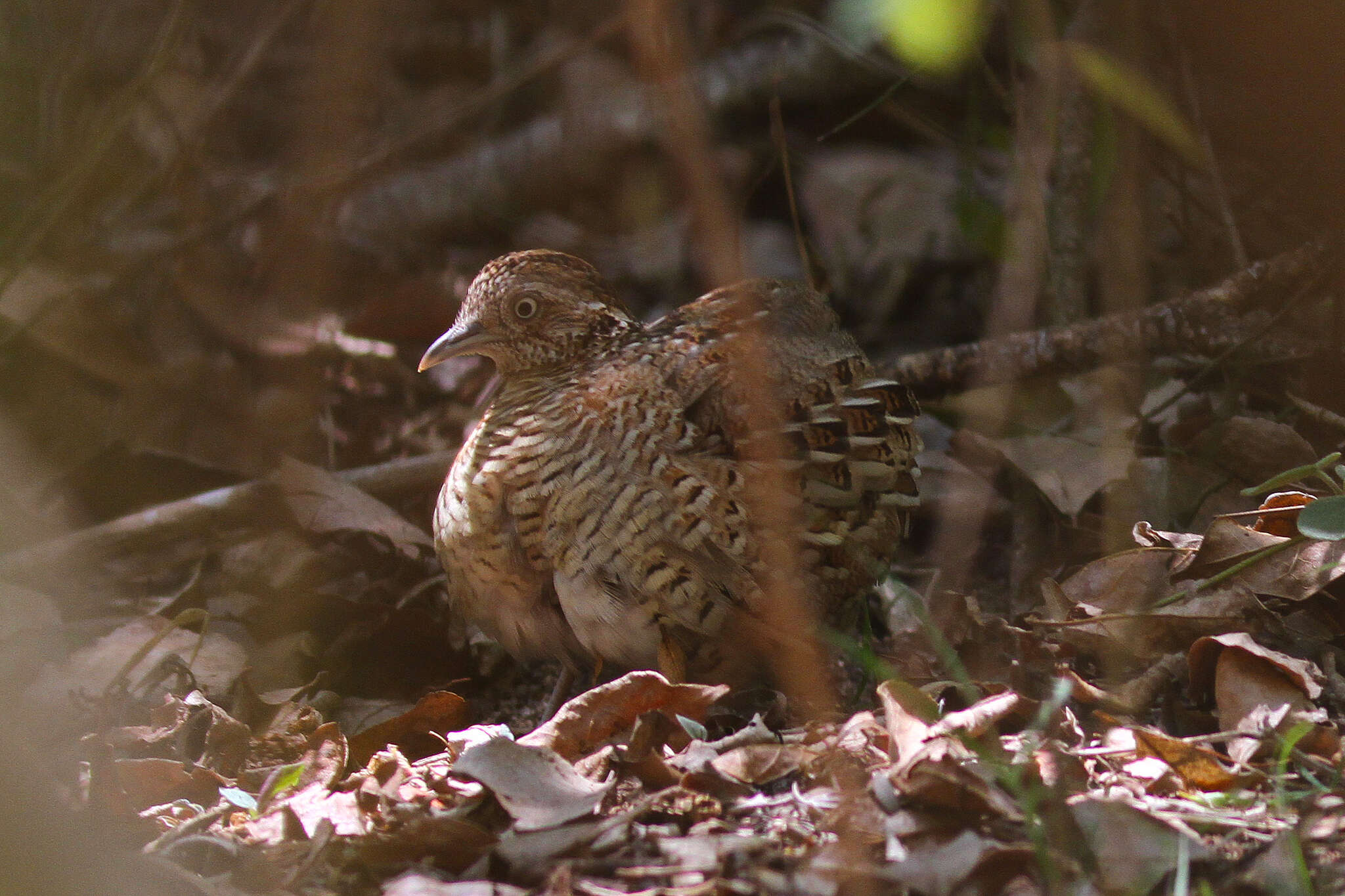 Image of Madagascan Buttonquail