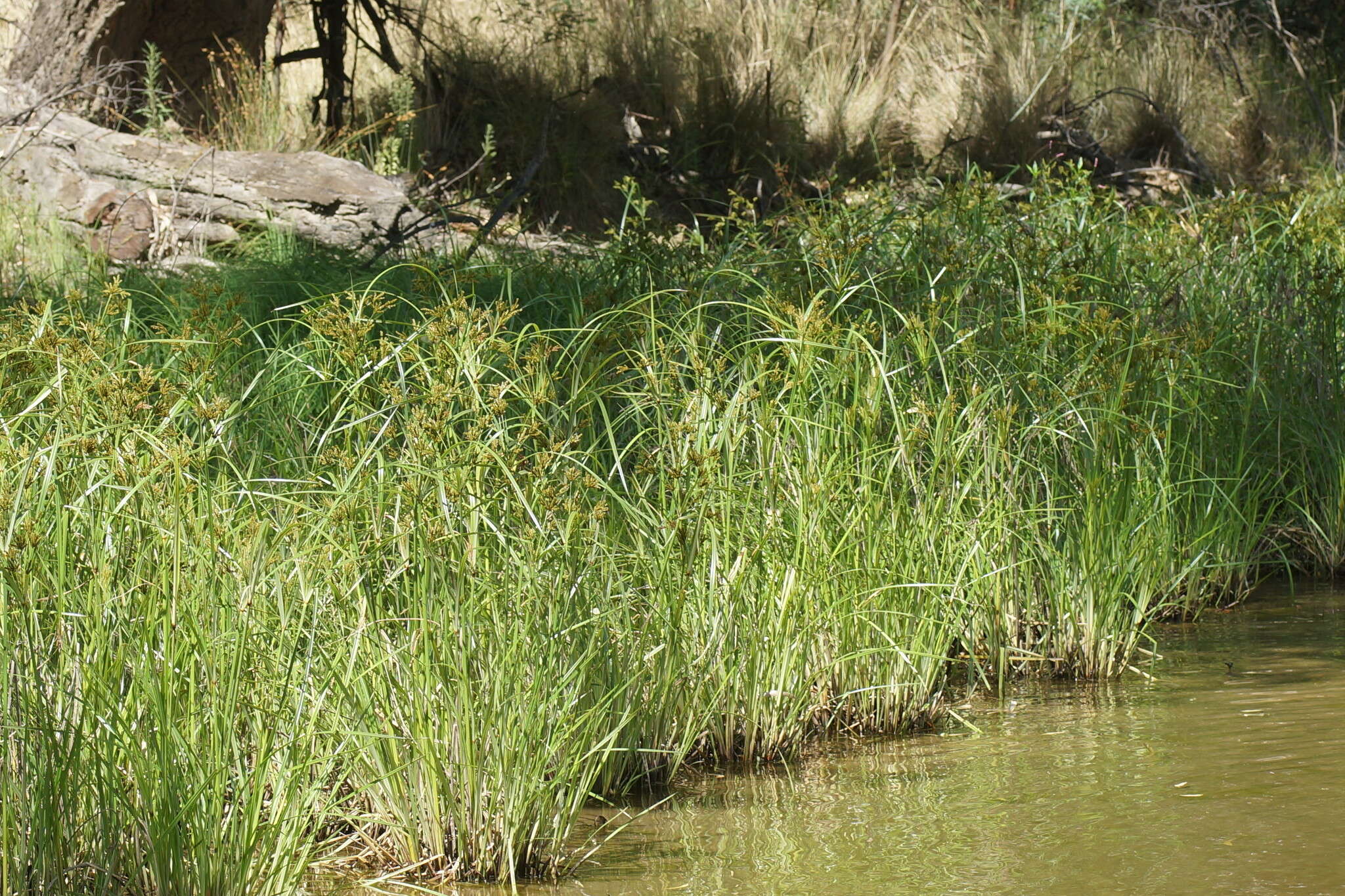 Image de Cyperus exaltatus Retz.