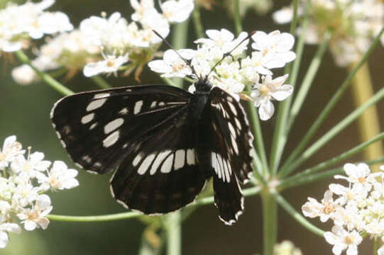 Image de Neptis rivularis ludmilla Nordmann 1851