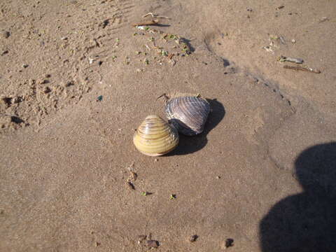 Image of Golden Freshwater Clam