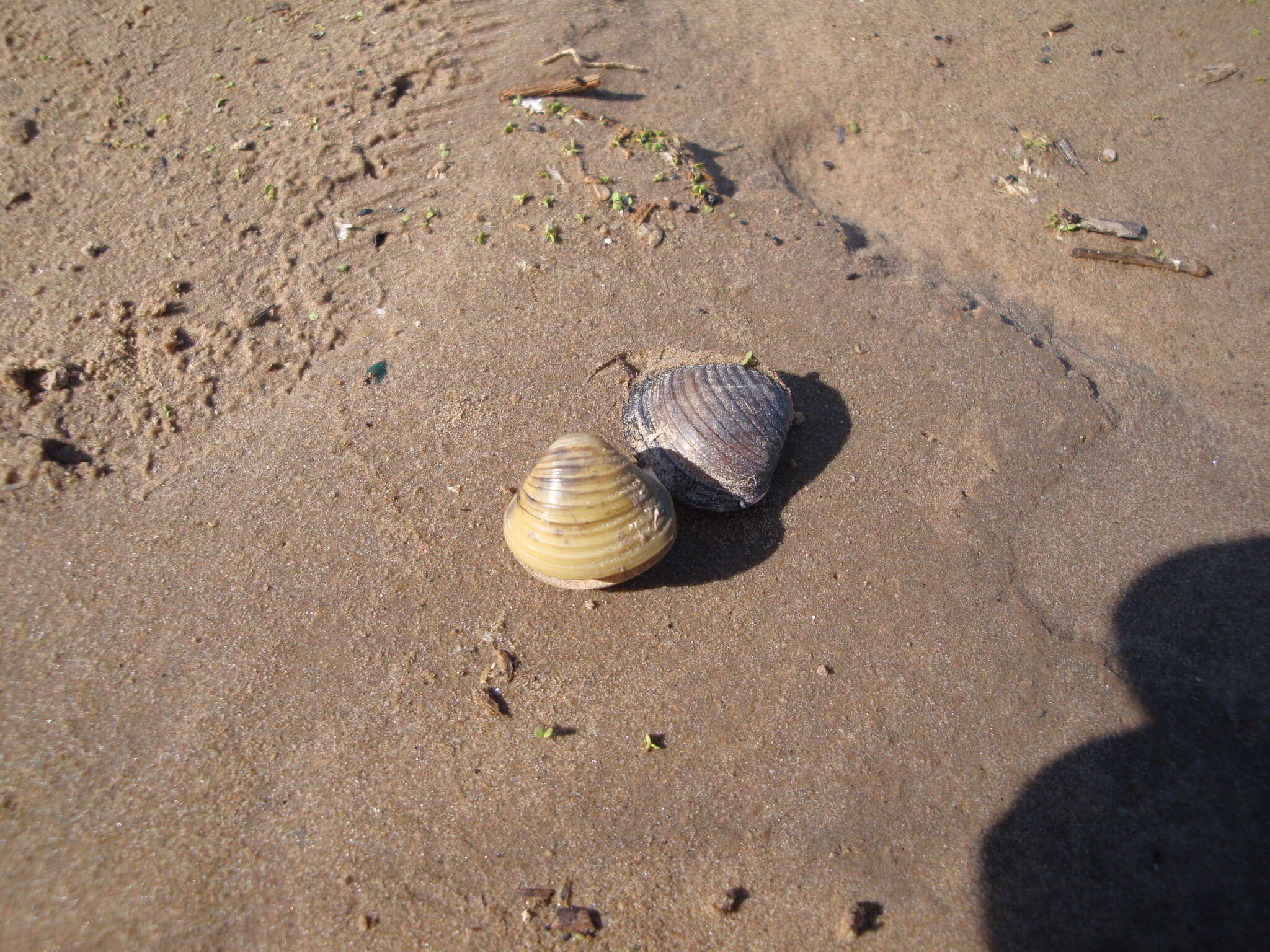 Image of Golden Freshwater Clam