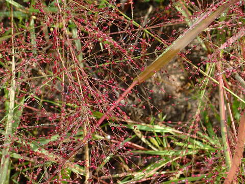 Panicum humile Steud.的圖片