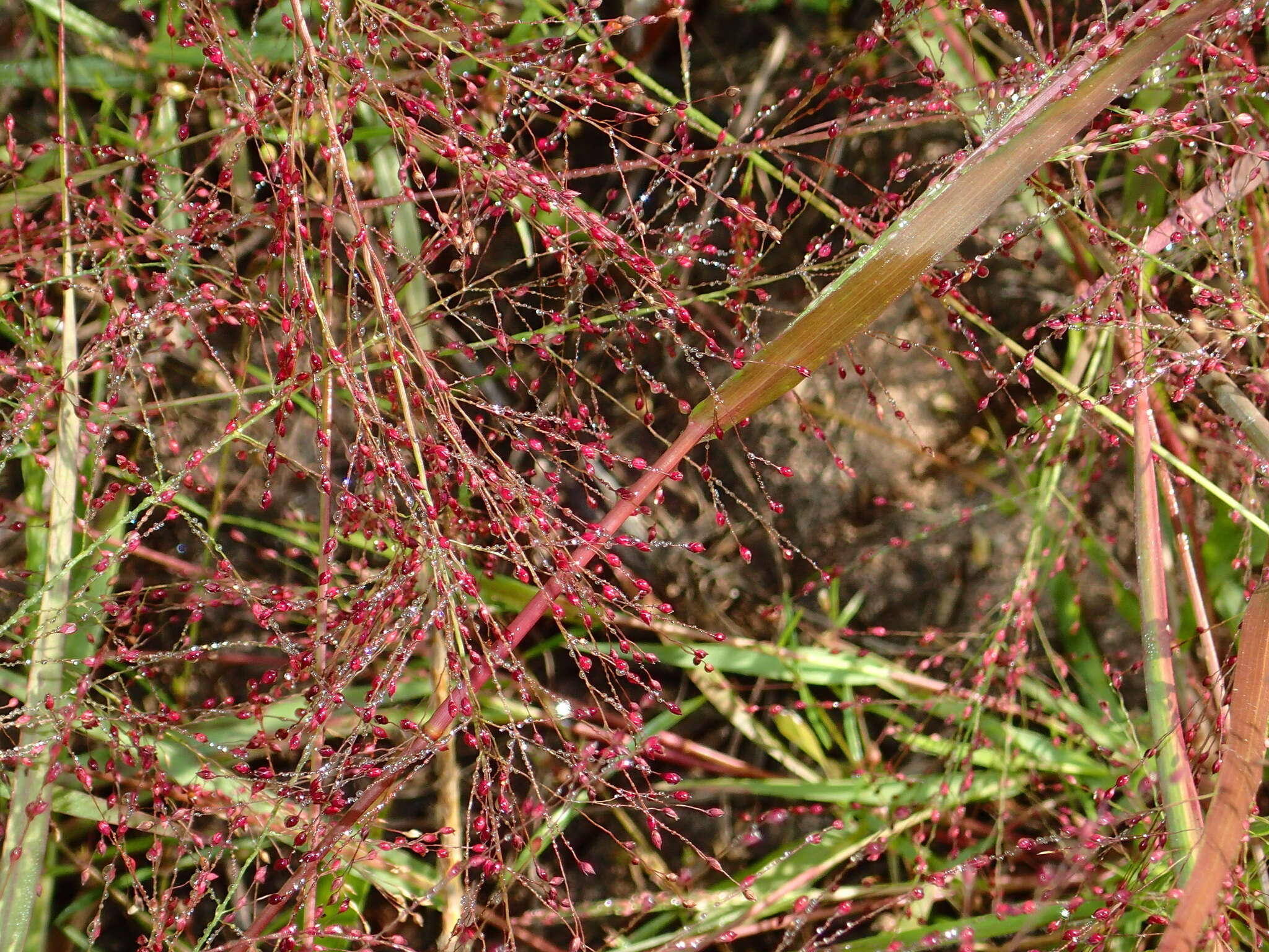 Imagem de Panicum humile Steud.