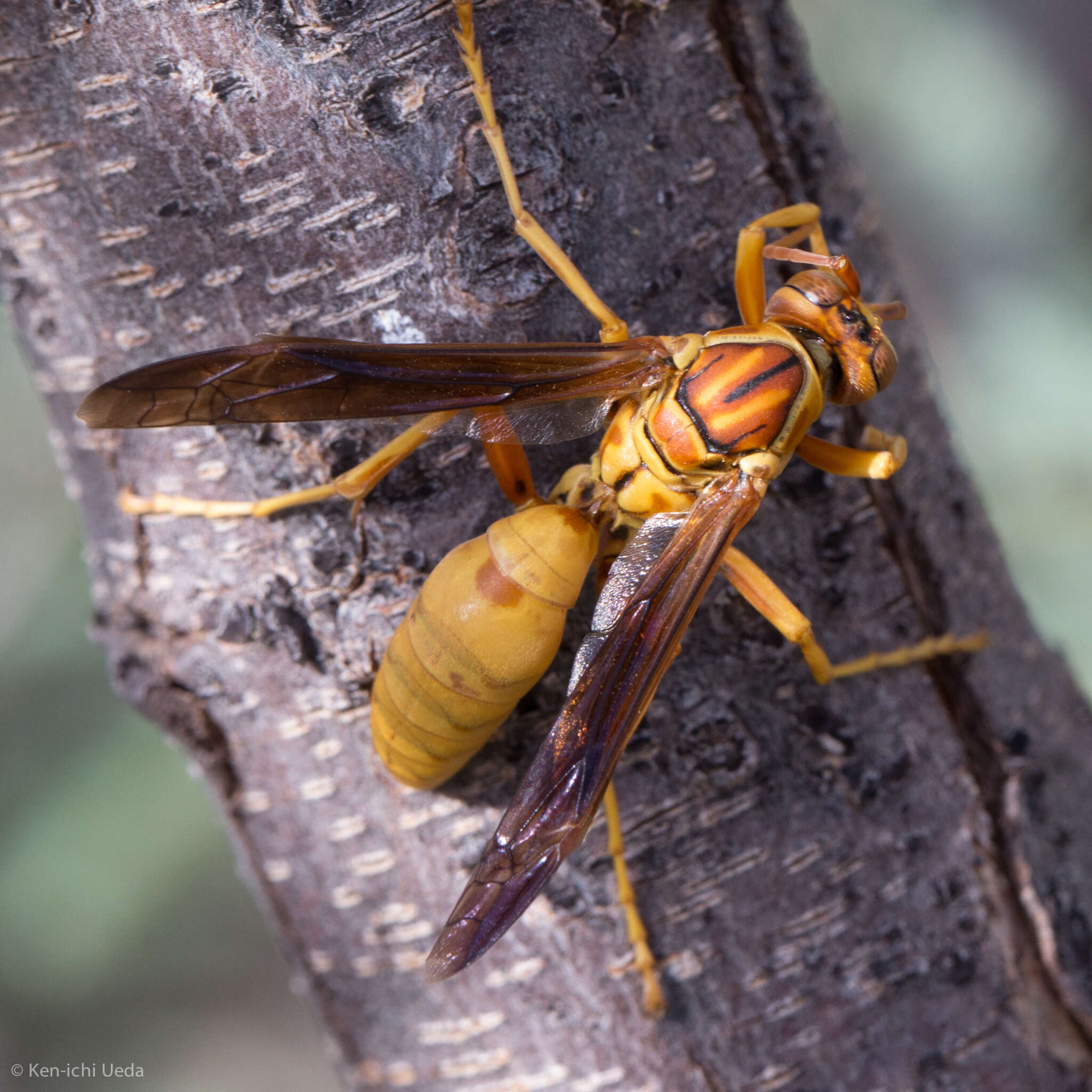 Слика од Polistes flavus Cresson 1868