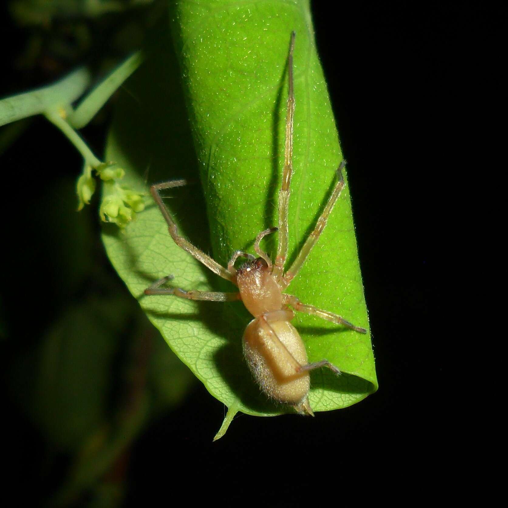 Слика од Cheiracanthium inclusum (Hentz 1847)