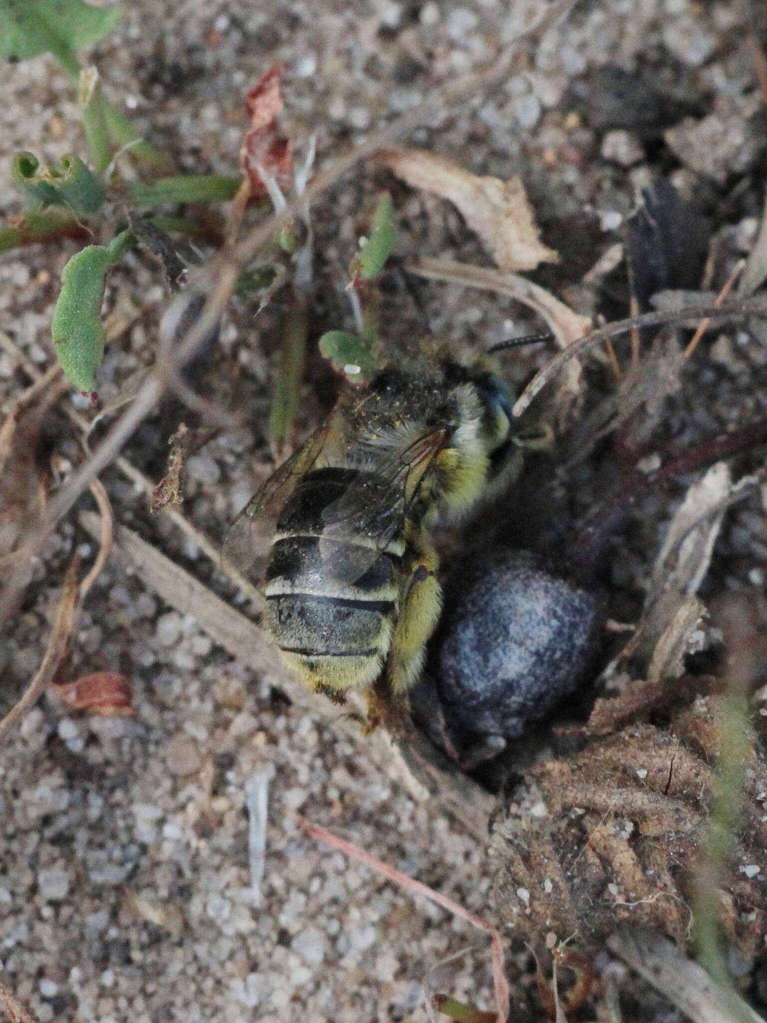 Image de Anthophora bimaculata (Panzer 1798)