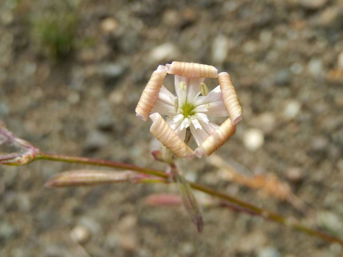 Image of Silene paradoxa L.