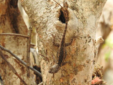 Image of Sceloporus albiventris Smith 1939