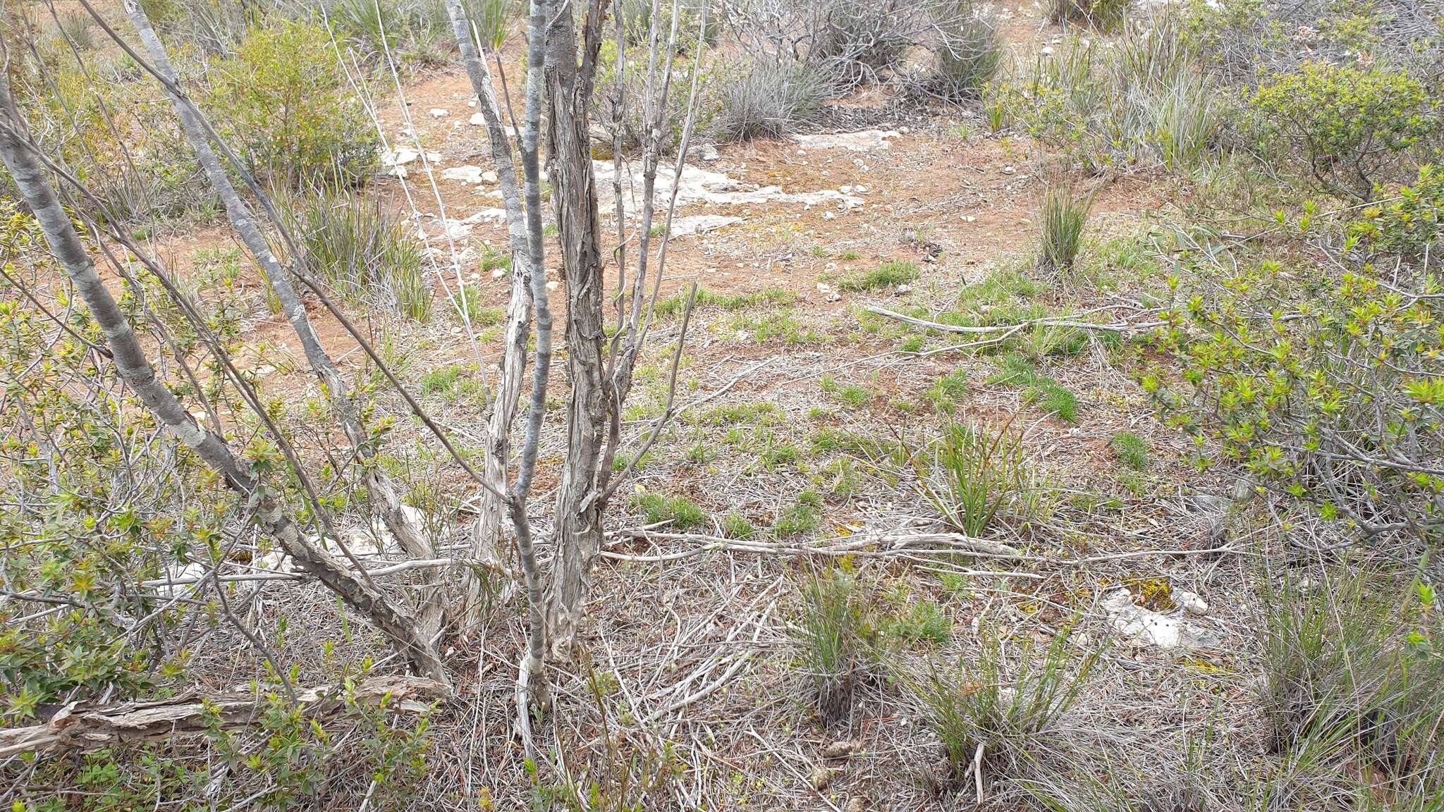 Image of Prasophyllum goldsackii J. Z. Weber & R. J. Bates