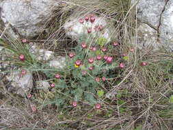 Imagem de Platycapnos spicata (L.) Bernh.