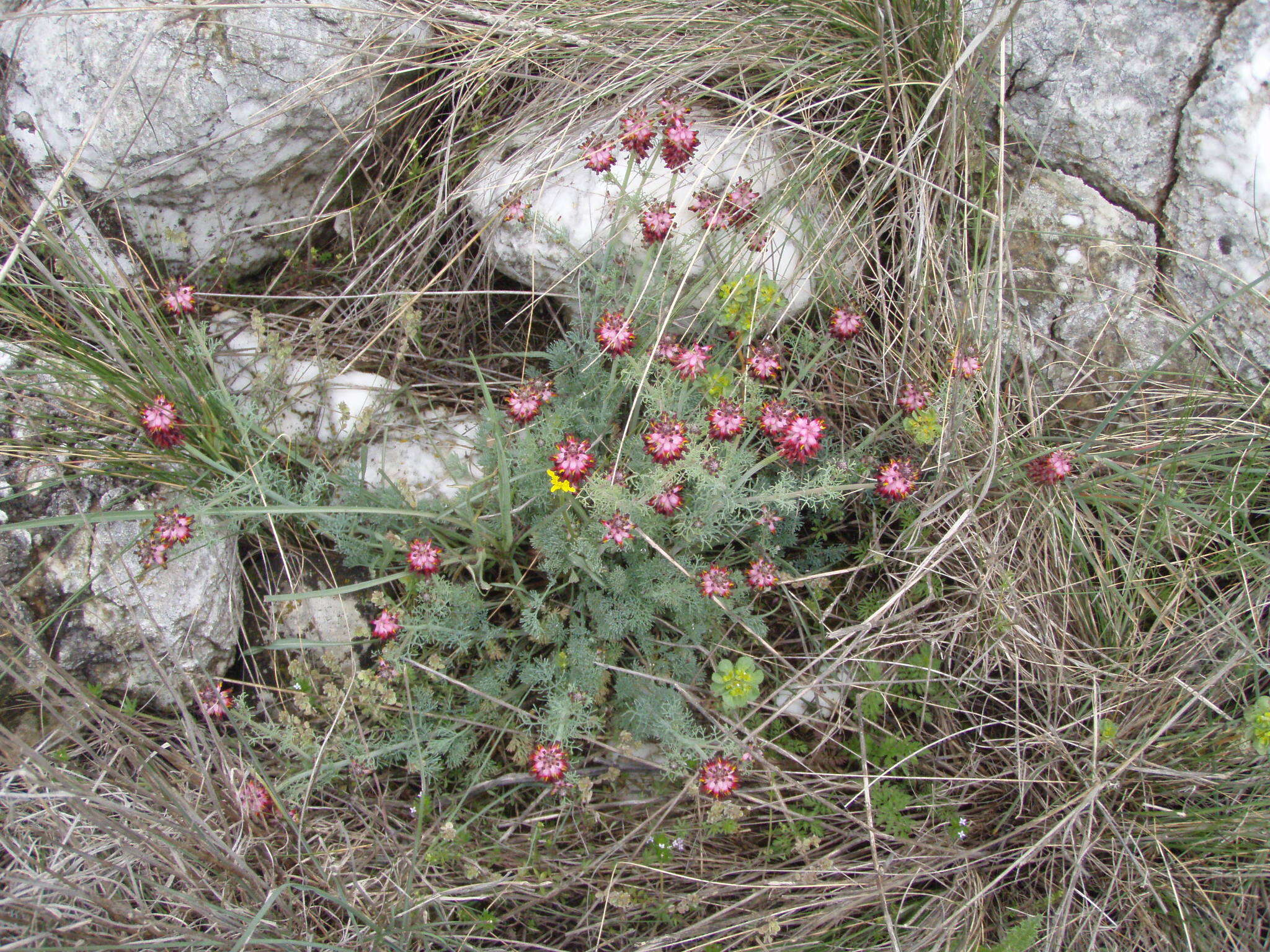 Image of Platycapnos spicata (L.) Bernh.