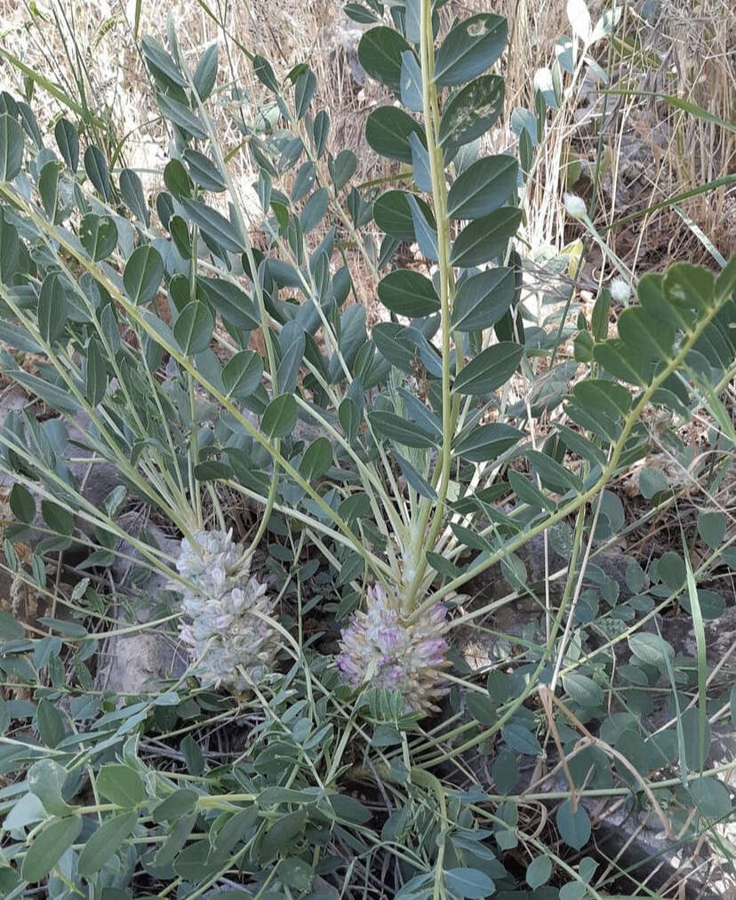 Imagem de Astragalus oleaefolius DC.