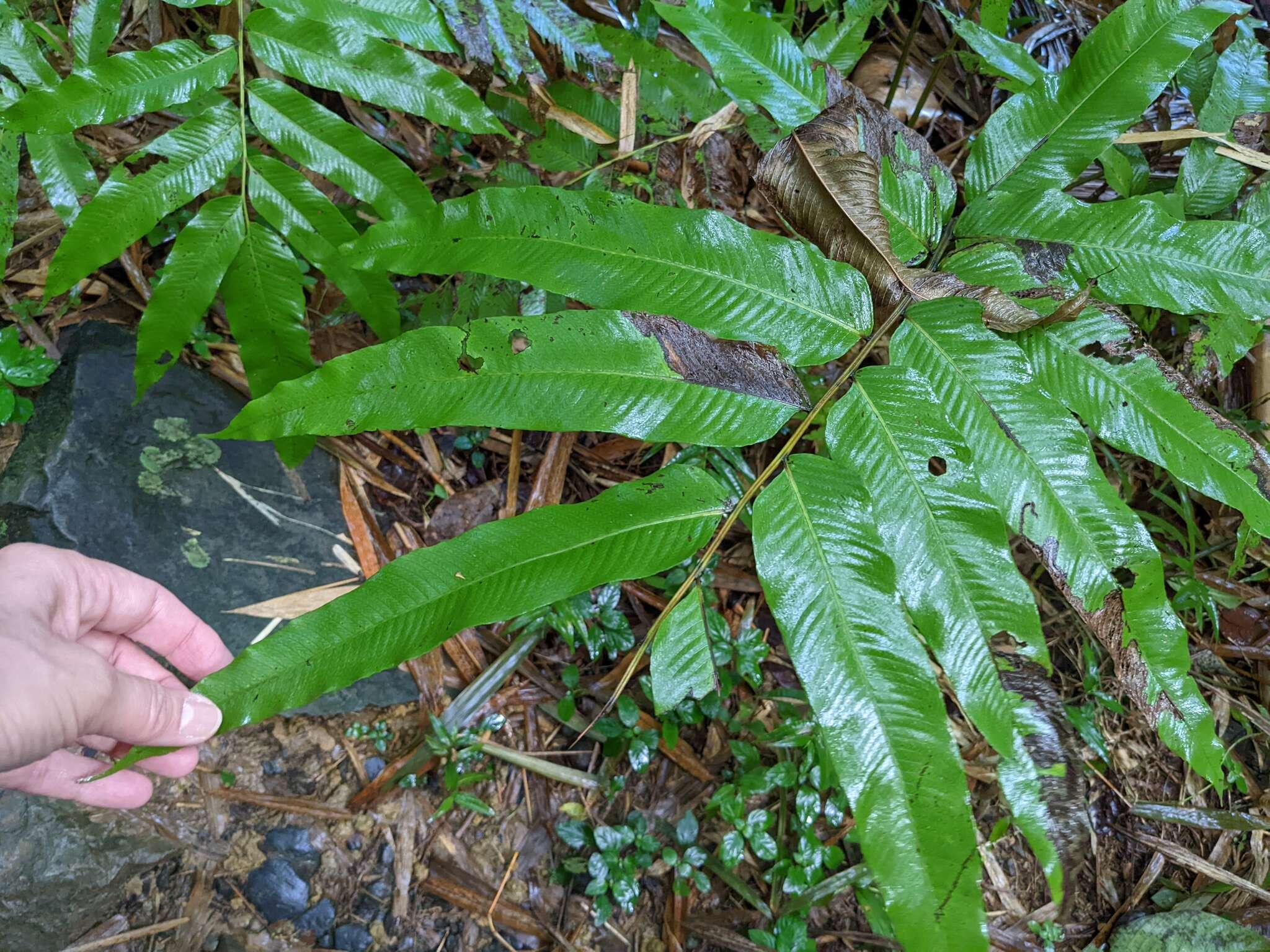 Слика од Meniscium reticulatum (L.) Sw.