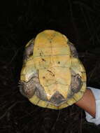 Image of Dahl’s Toadhead Turtle