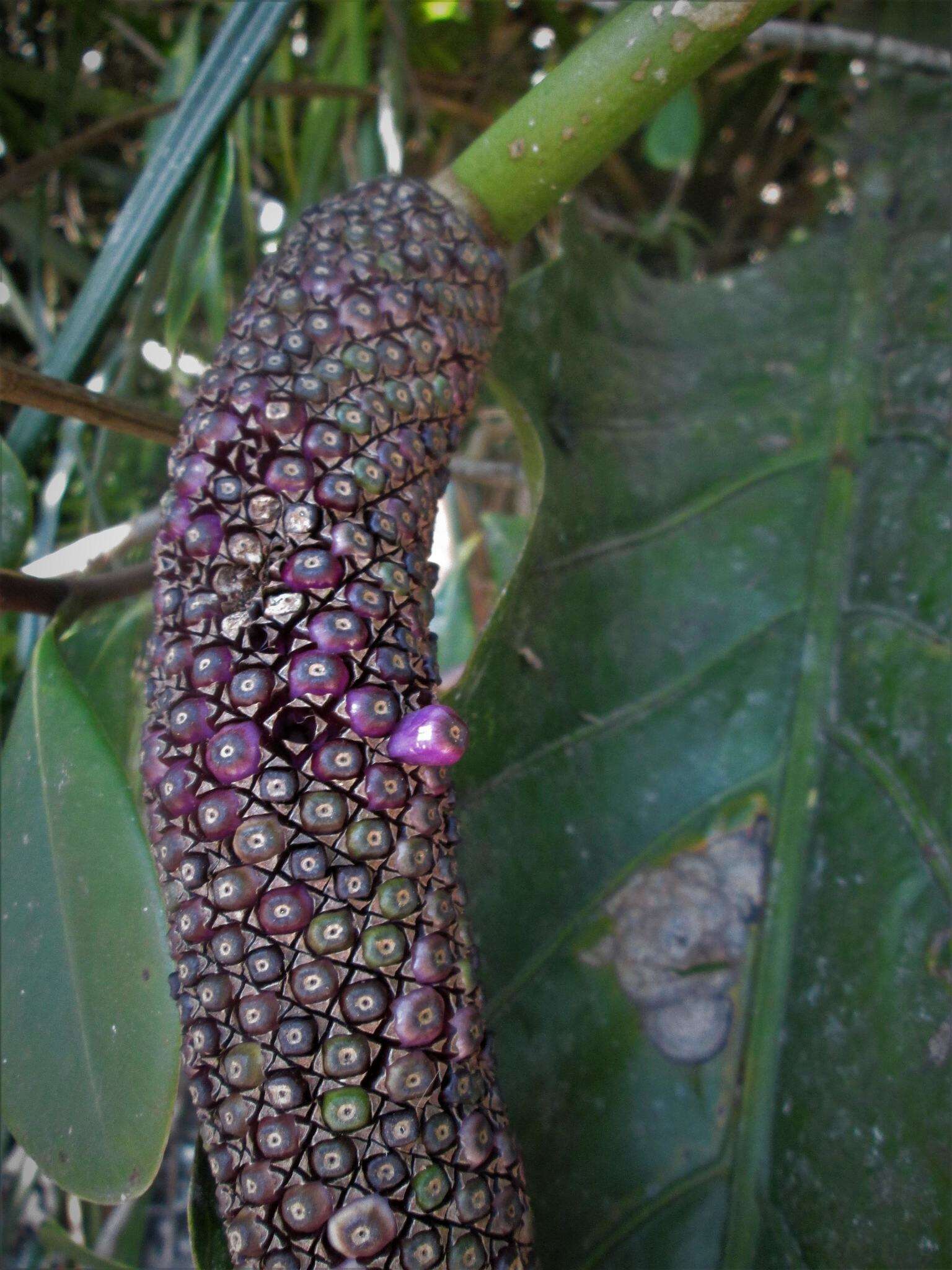 Anthurium dombeyanum Brongn. ex Engl. resmi