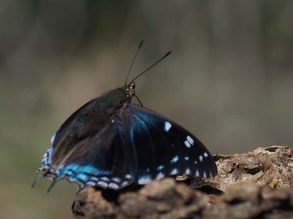 Image of Blue-spangled Charaxes