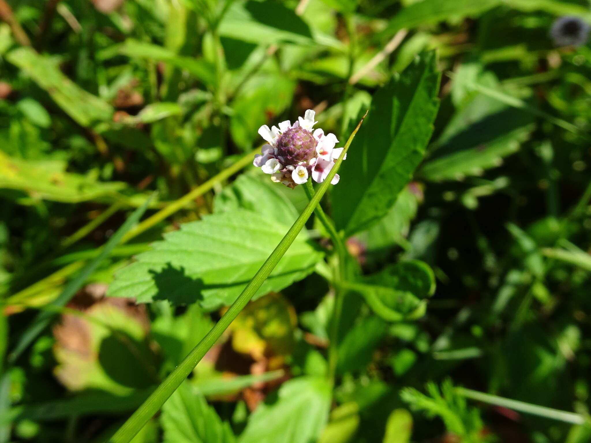 Image of lanceleaf fogfruit