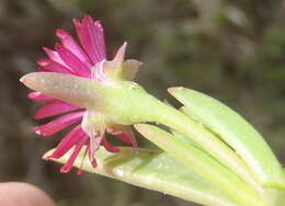 Image of Delosperma acuminatum L. Bol.