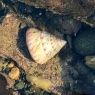 Sivun Calliostoma zizyphinum (Linnaeus 1758) kuva