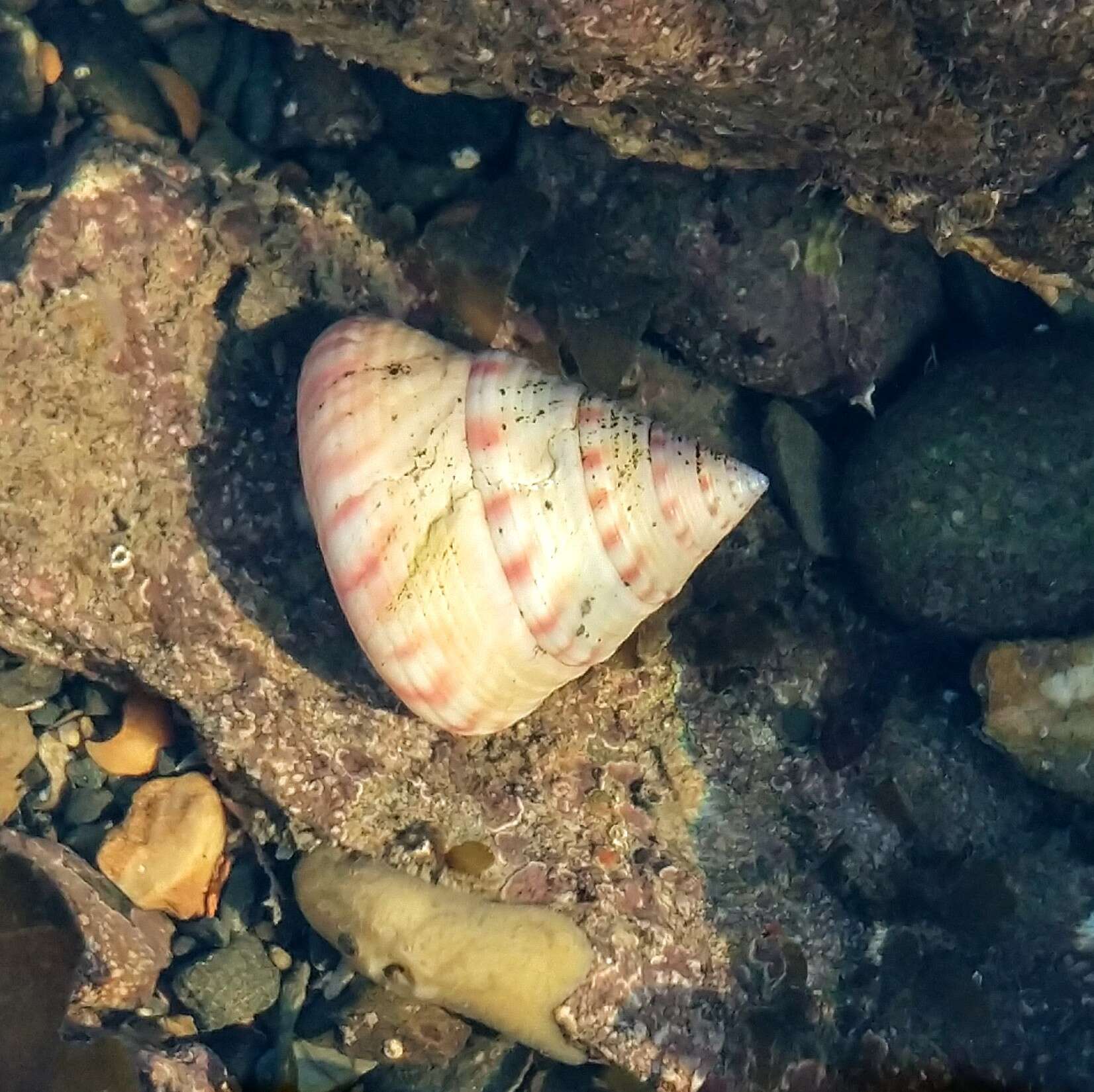 Image of European painted top shell