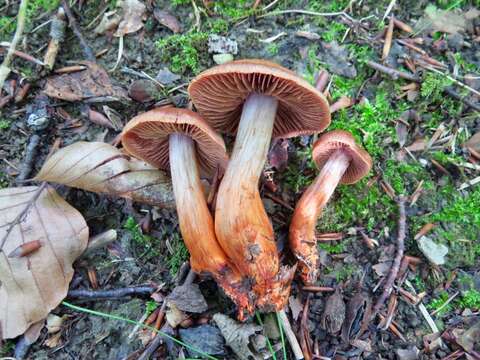 Слика од Cortinarius bulliardii (Pers.) Fr. 1838