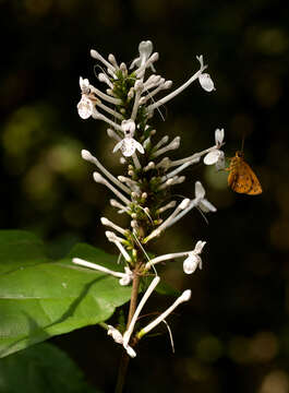 Image of Pseuderanthemum ludovicianum (Büttn.) Lindau