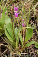 Dodecatheon pulchellum subsp. pauciflorum (Dur.) Hulten resmi