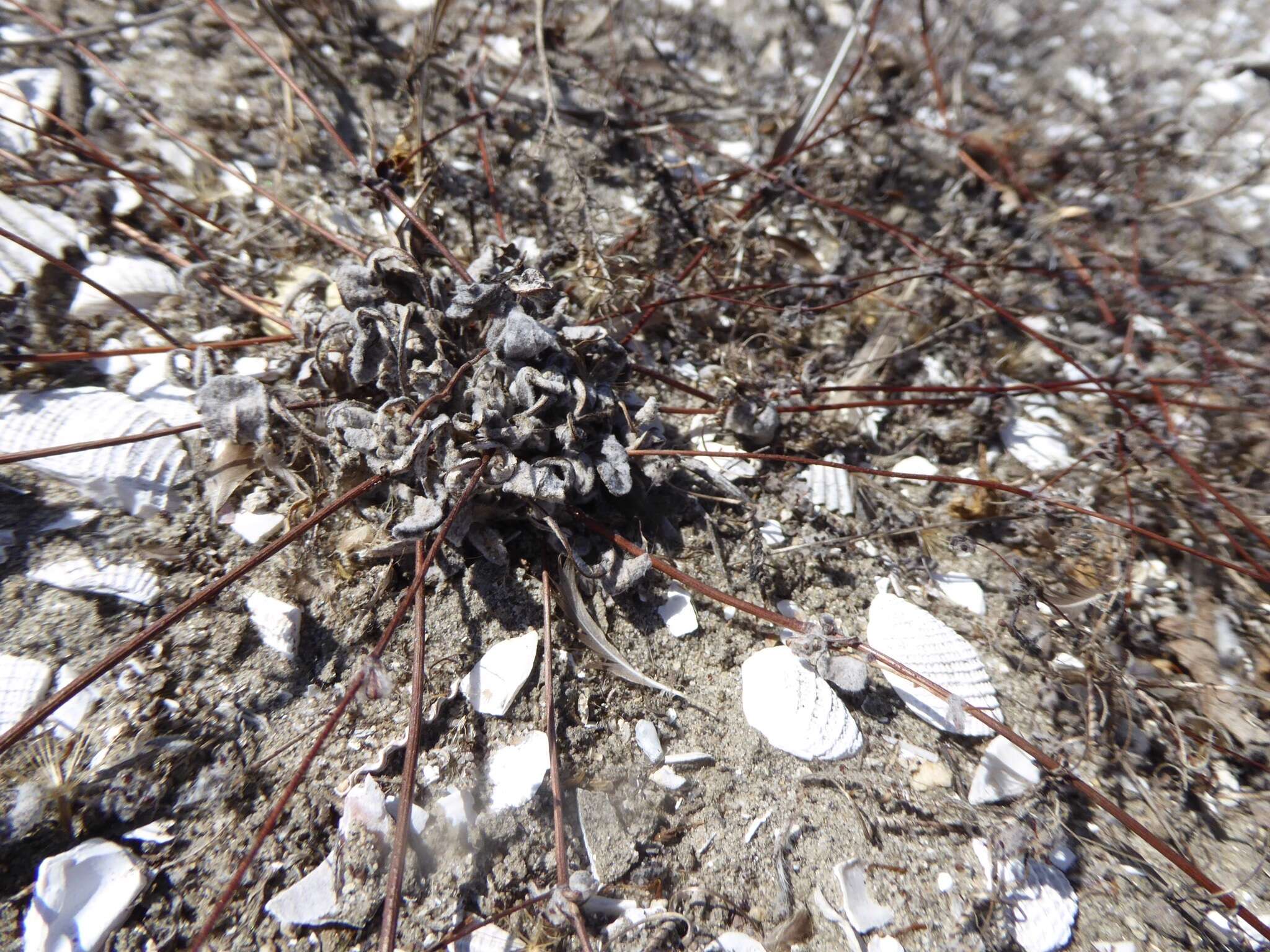 Image of cottonheads