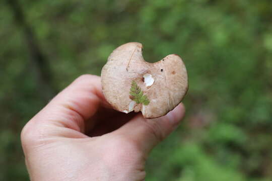 Image of Slippery white bolete