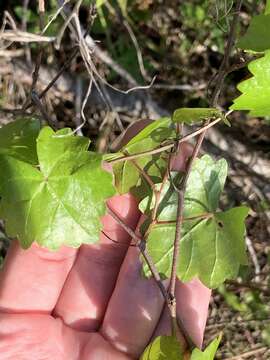 صورة Vitis rotundifolia var. munsoniana (Simpson ex Munson) M. O. Moore