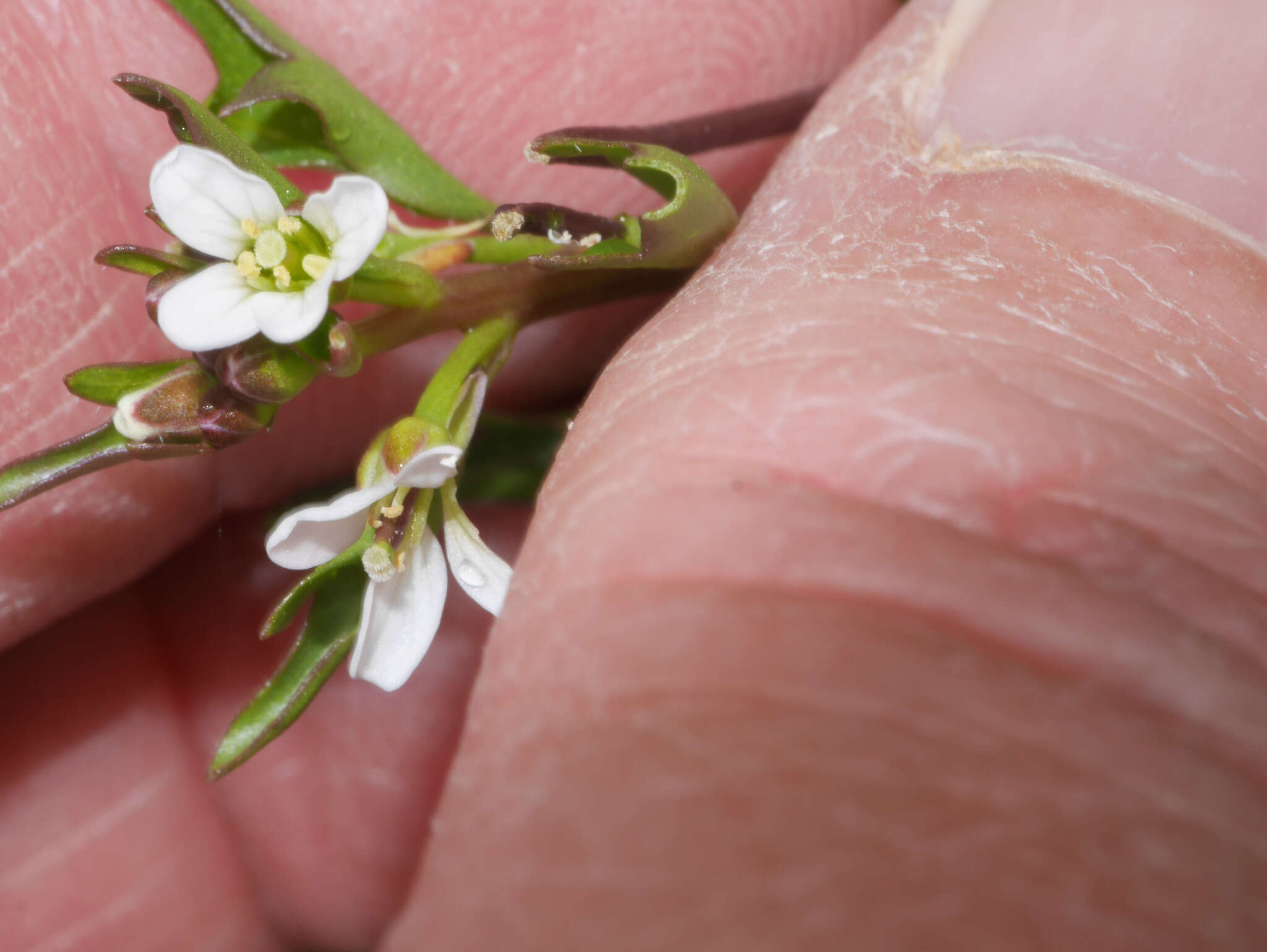 Image of Cardamine bonariensis Pers.