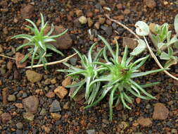 Image of Ifloga glomerata (Harv.) Fourc.