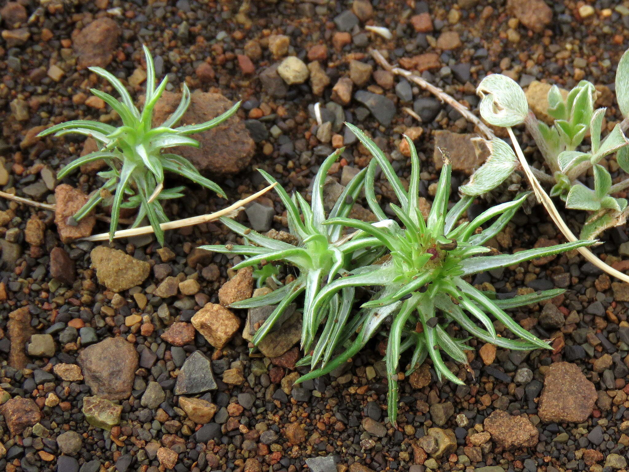 Image of Ifloga glomerata (Harv.) Fourc.