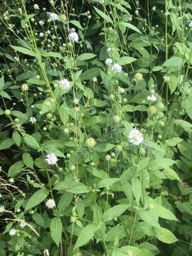 Image of small teasel