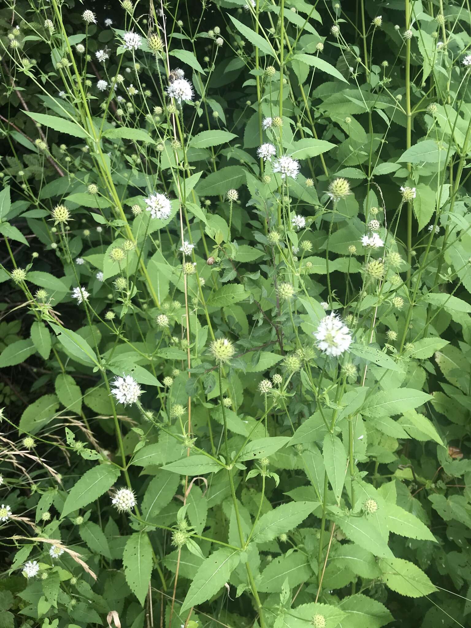 Слика од Dipsacus pilosus L.