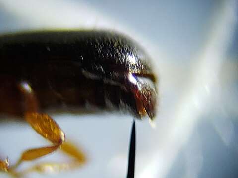 Image of Corticeus subgen. Pogonophloeus Bremer 1998