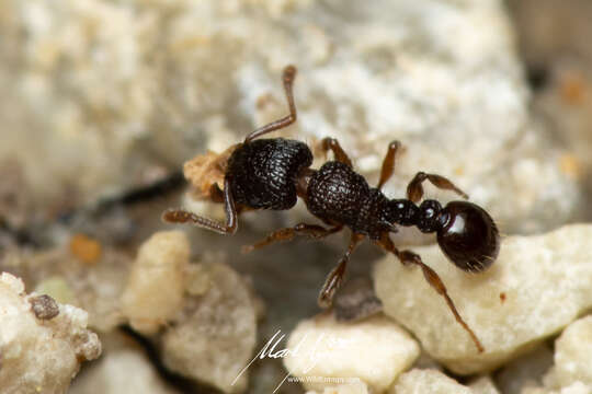 Image of Tetramorium confusum Bolton 1977