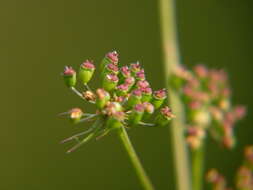 Oenanthe lachenalii C. C. Gmelin的圖片