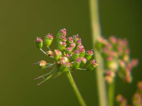 Oenanthe lachenalii C. C. Gmelin resmi