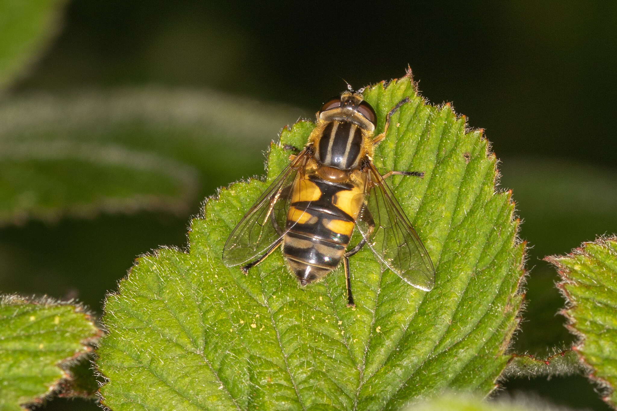 Image de Helophilus hybridus Loew 1846