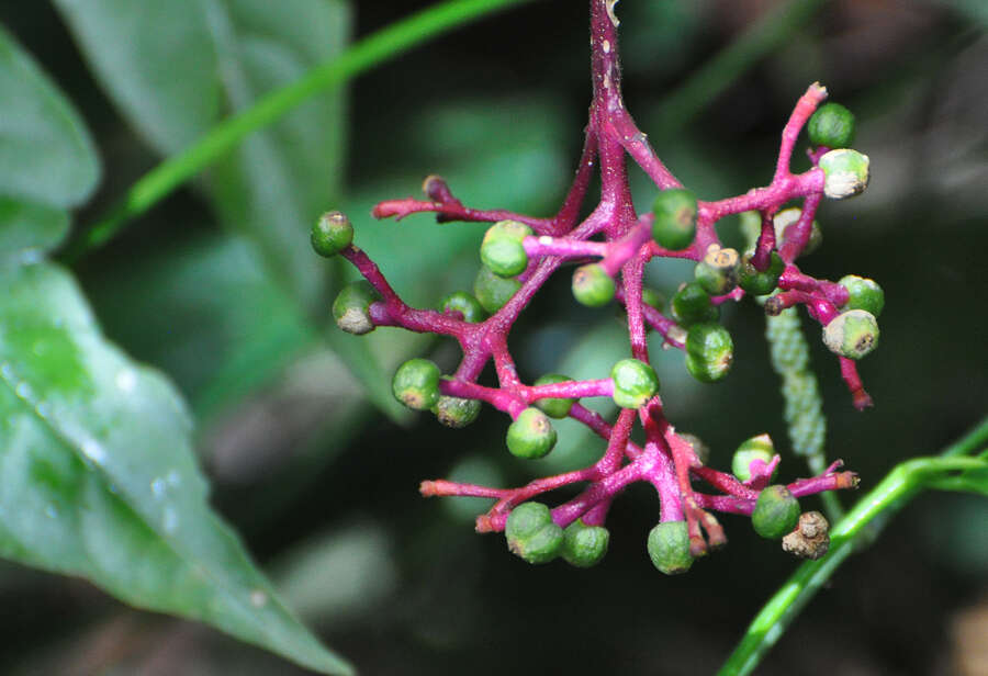 Image of Palicourea longiflora DC.