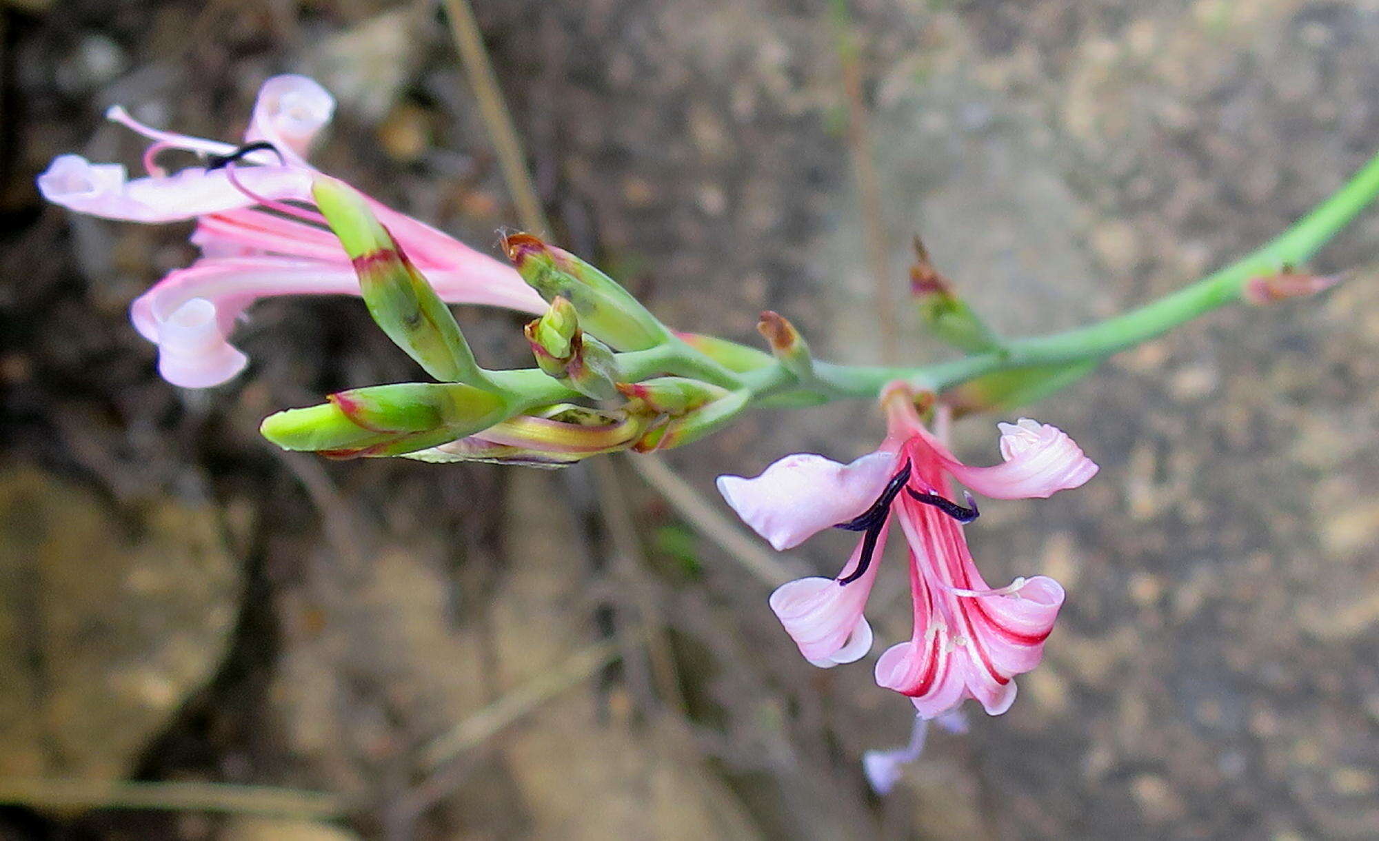 Image of Tritoniopsis ramosa var. ramosa