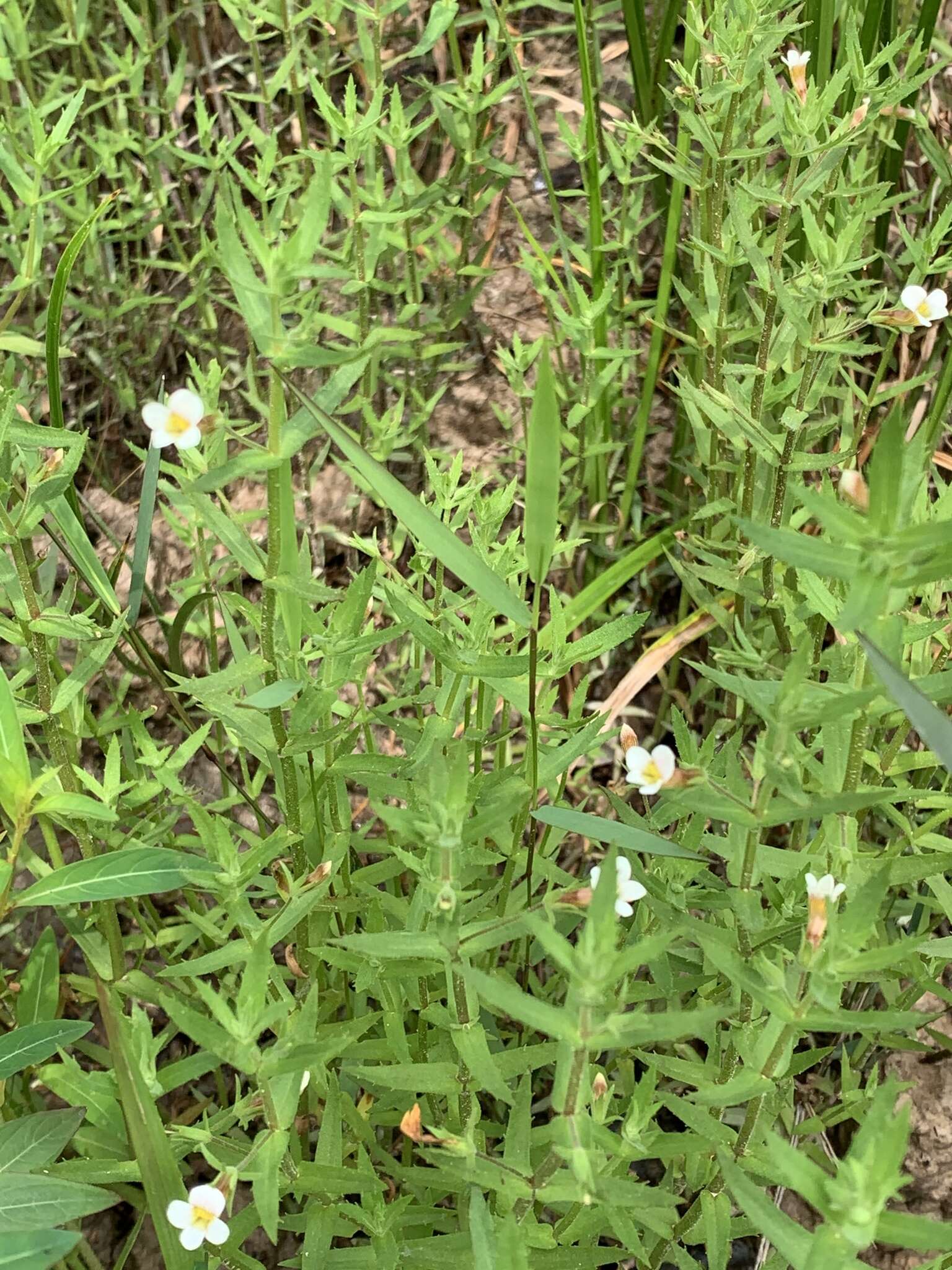 Gratiola brevifolia Raf.的圖片