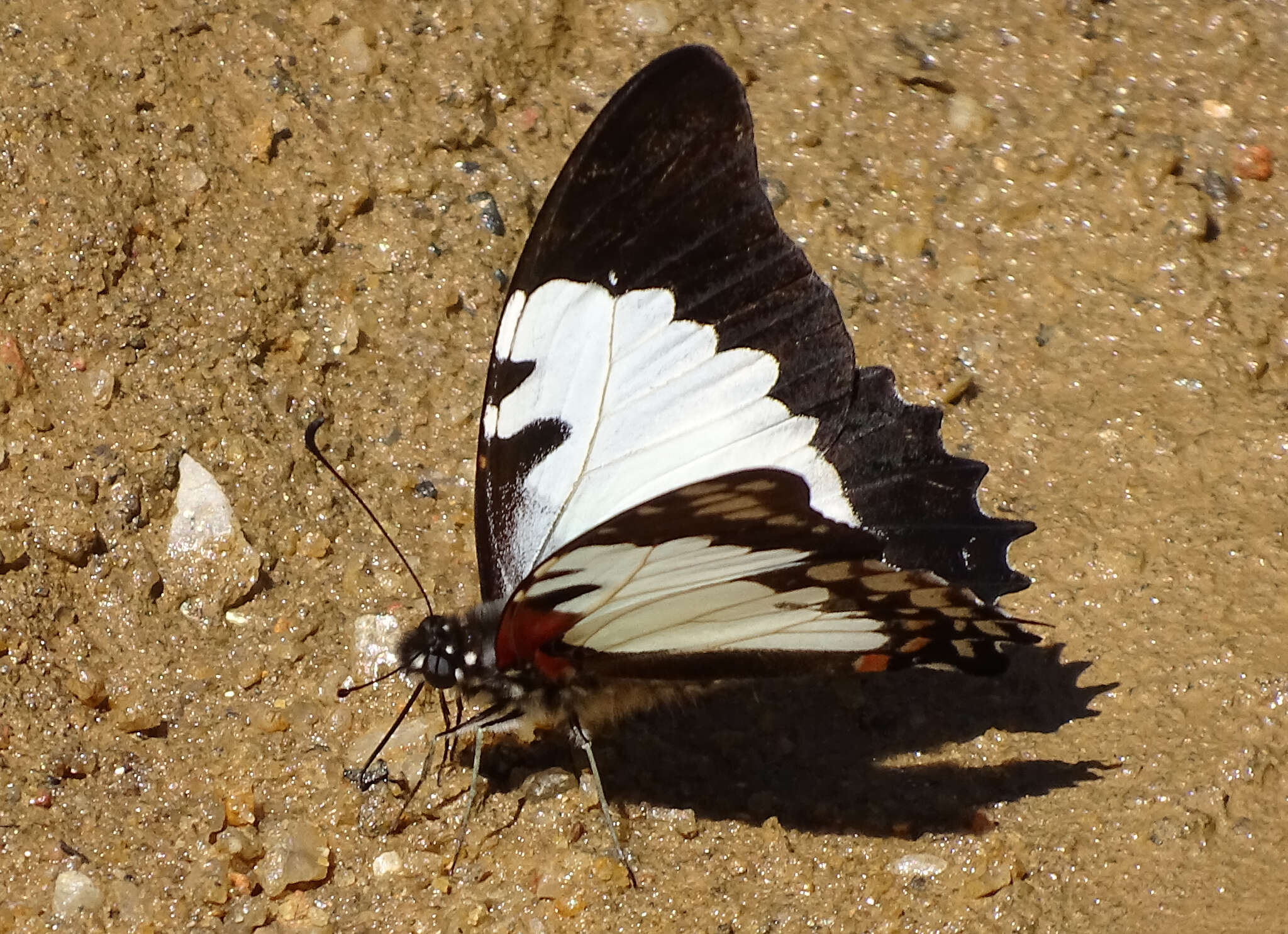 Image of Graphium endochus (Boisduval 1836)