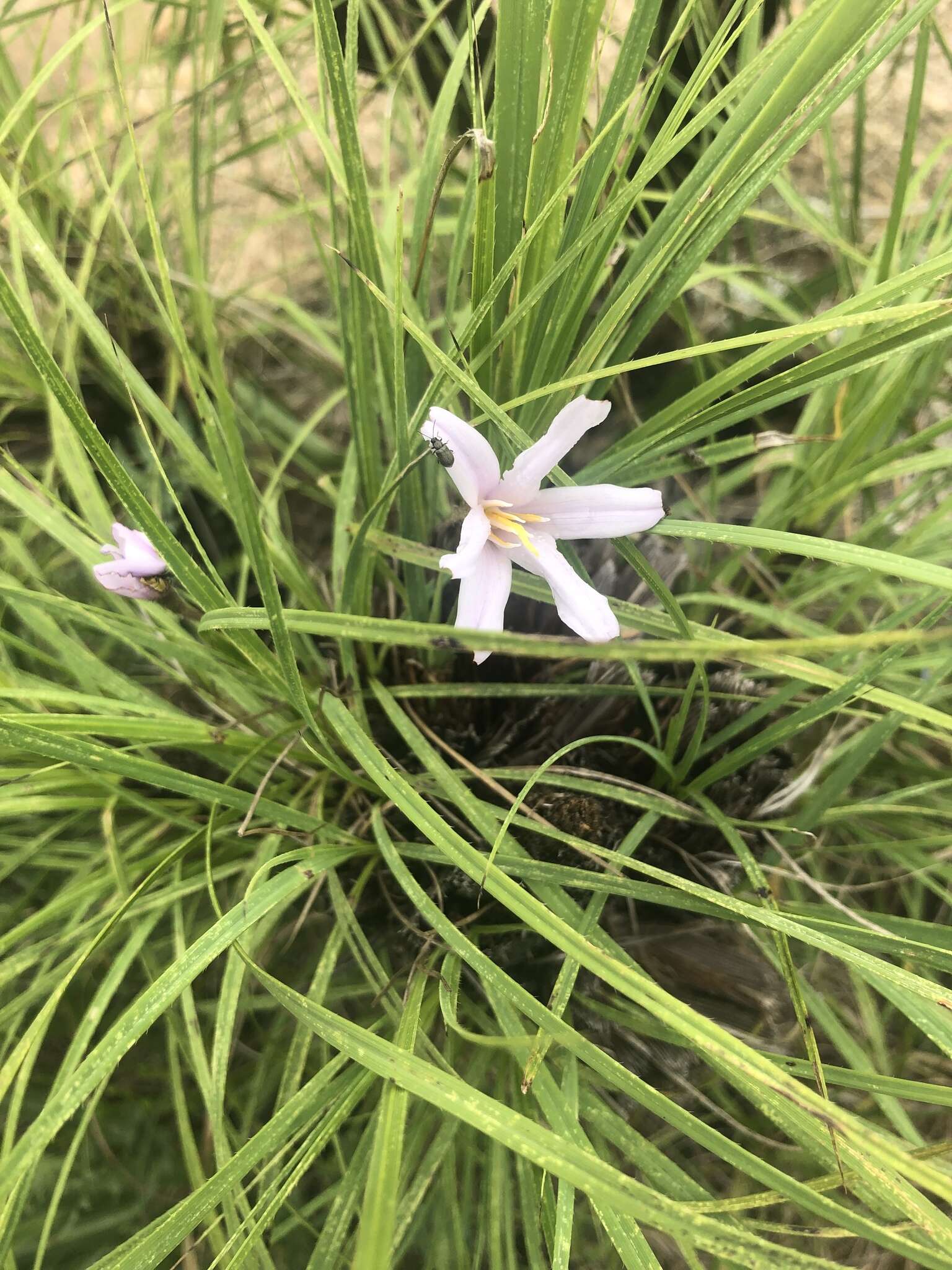 Image of Black-stick lily