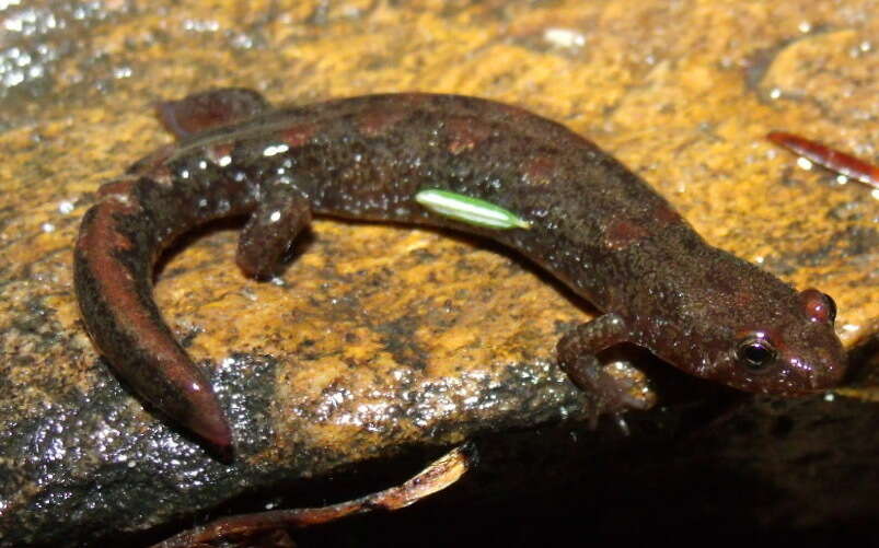 Image of Cumberland Dusky Salamander