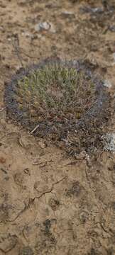 Image de Mammillaria brandegeei (J. M. Coult.) Engelm. ex K. Brandegee