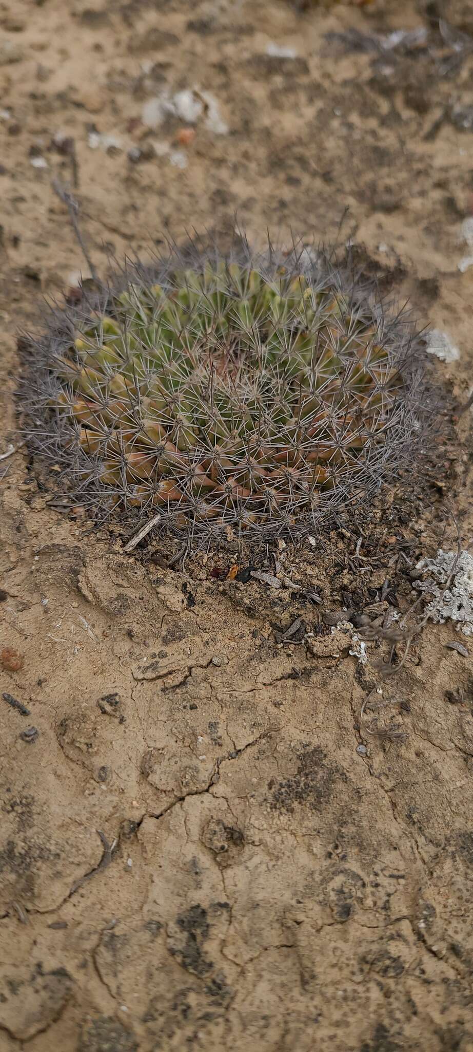 Image de Mammillaria brandegeei (J. M. Coult.) Engelm. ex K. Brandegee