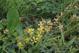 Image of Rhynchosia cooperi (Baker fil.) Burtt Davy