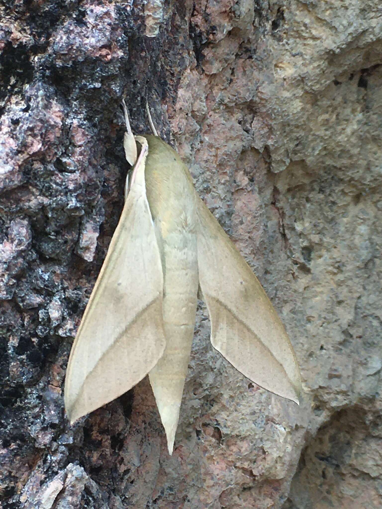 Image of Theretra celata (Butler 1877)